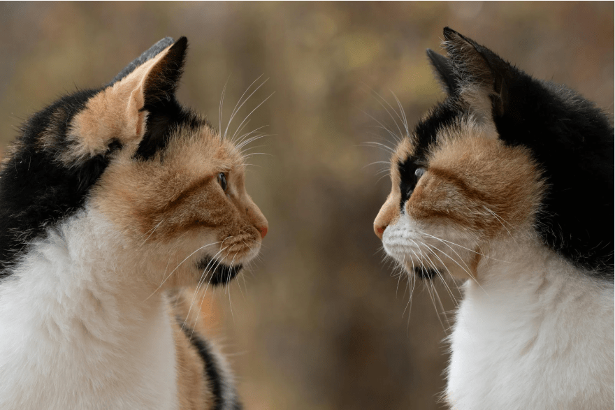 Dos gatos tricolor mirándose de cerca.